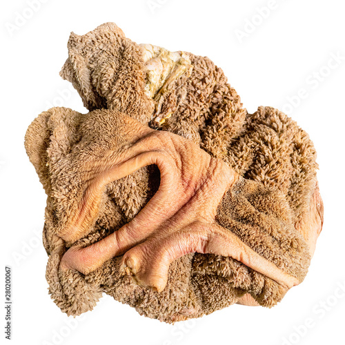 Cuadro en lienzo washed raw beef tripe cut out on white