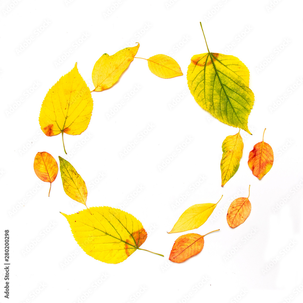 Autumn composition. Frame made of autumn maple leaves isolated on white background. Flat lay, top view, copy space.