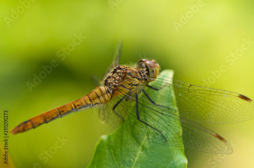 Image of beautiful dragonfly in a garden