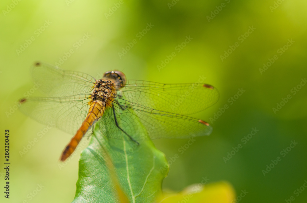 Image of beautiful dragonfly in a garden Image of beautiful dragonfly in a garden