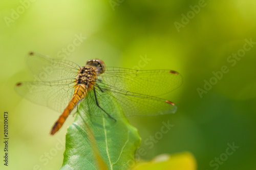 Image of beautiful dragonfly in a garden © finchmaystor