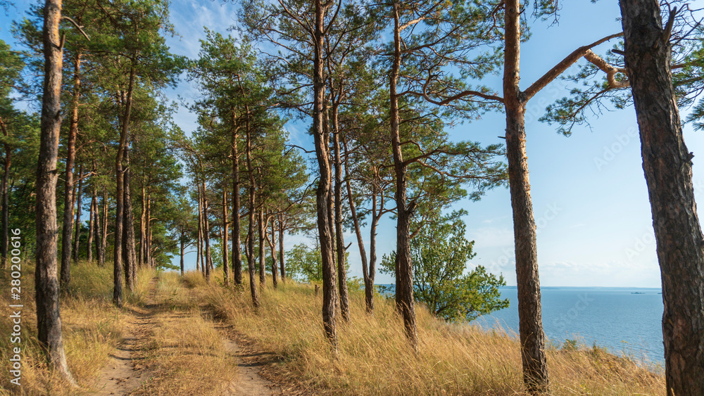 pine forest on the background of the sea pine forest on the background of the sea