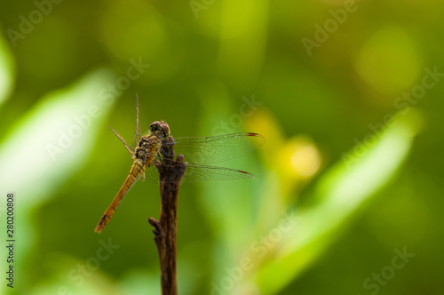 Image of beautiful dragonfly in a garden © finchmaystor