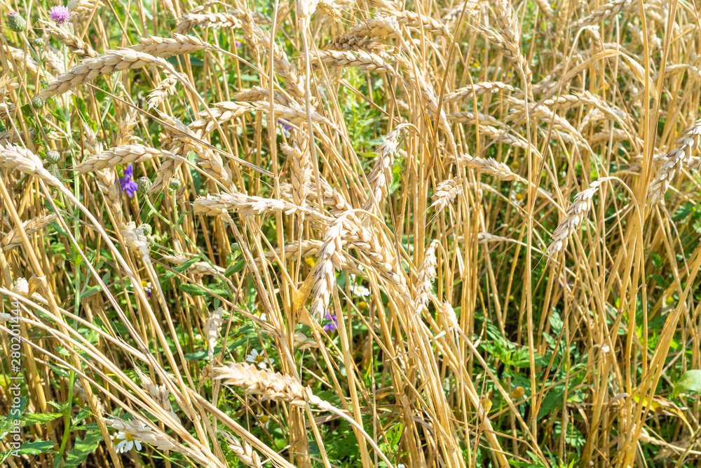 wheat spikelets in overgrown field in summer wheat spikelets in overgrown field in summer