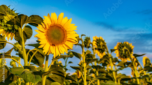 sunflower against blue sky close-up