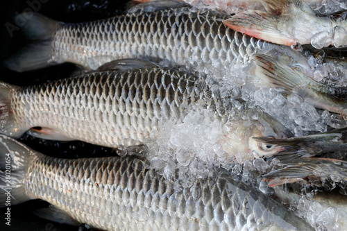 rohu rui  roho labeo fish in weekend market photo