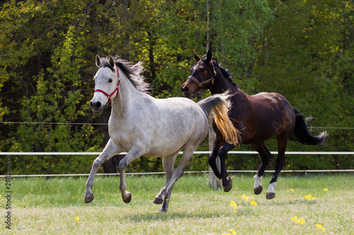 zwei hübsche Pferde auf der Sommerweide mit Löwenzahn