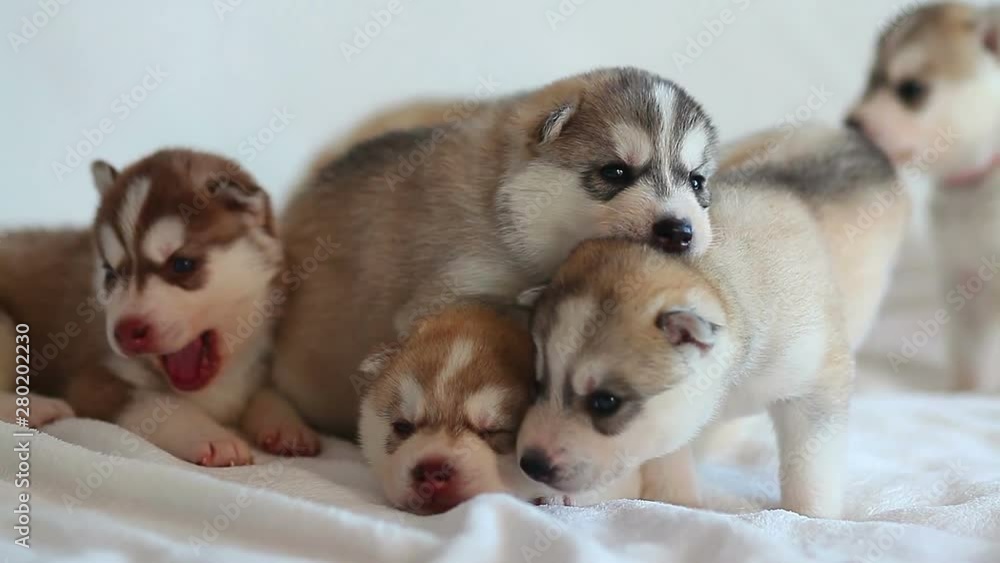 Siberian Husky puppy indoor Siberian Husky puppy indoor