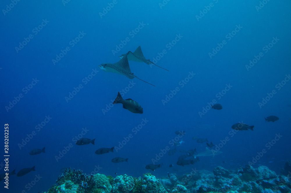 Fototapeta premium Reef