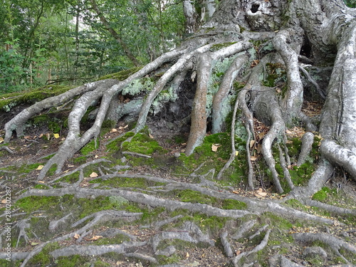 Weit verzweigtes Wurzelsystem eines betagten Baumes photo