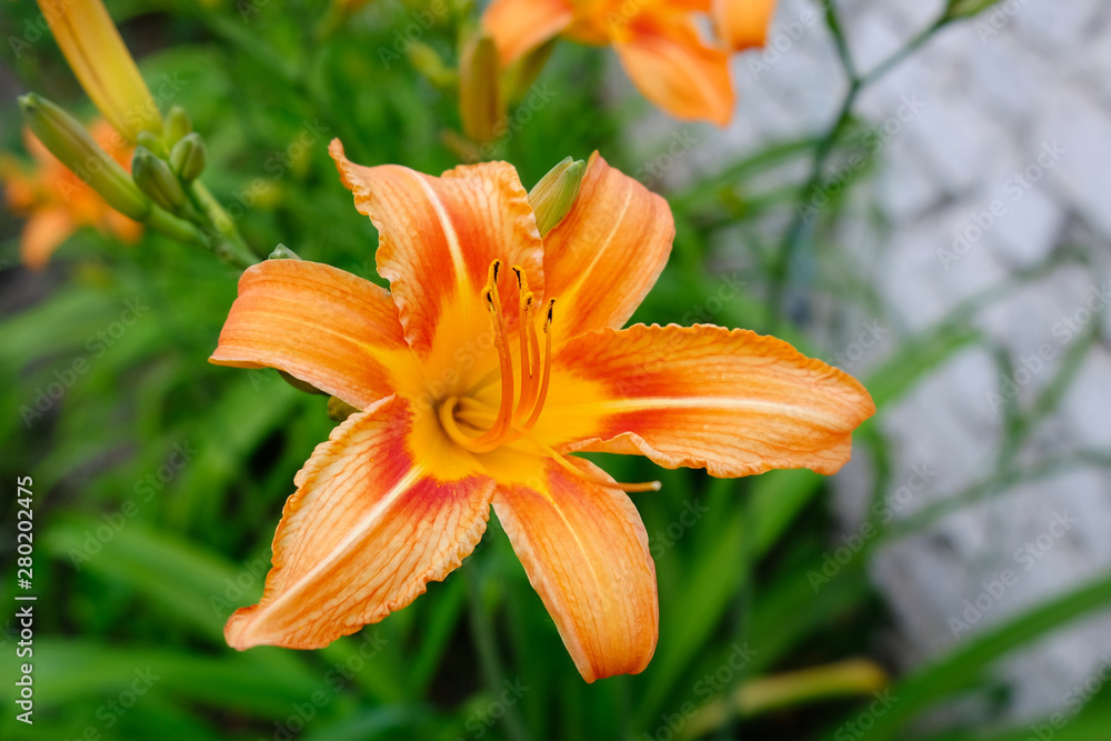 Orange lily flowers and green leaves. fire lily (Lilium bulbiferum) located in Apuan Alps. Orange lily flowers and green leaves. fire lily (Lilium bulbiferum) located in Apuan Alps.