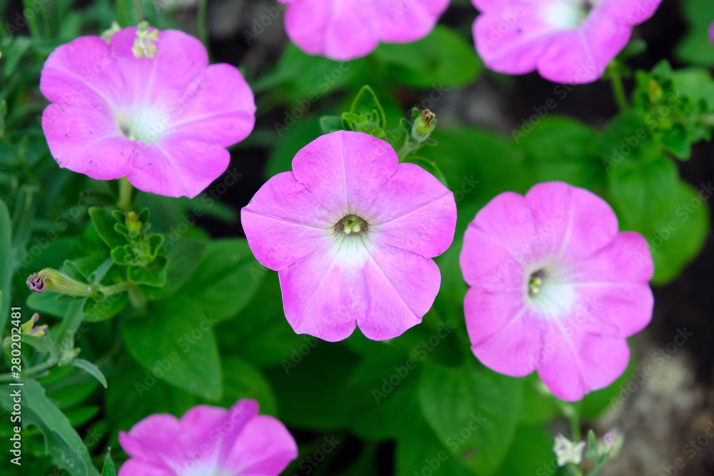 Fototapeta premium Różowe kwiaty petunii z bliska. Uprawa petunii w ogrodzie. Kwiat jest używany do sadzenia rabat kwiatowych w mieście.