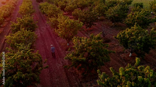 4K aerial view of farmer walking in fruit garden at sunset, using digital tablet. Italian countryside beautiful farms and gardens. Agriculture Plantation, Faming Industry. Farmer monitor fruit trees photo