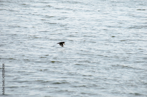 Bird in flight with wings pointing down