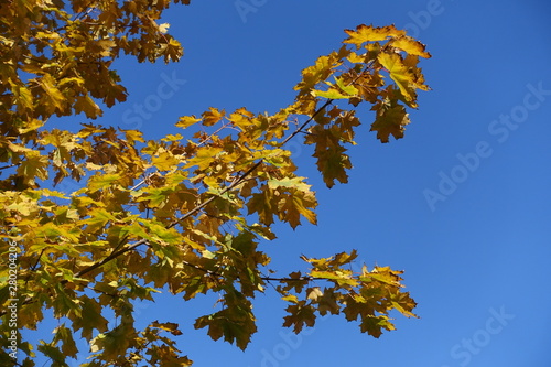 Branches of maple with autumnal foliage against blue sky