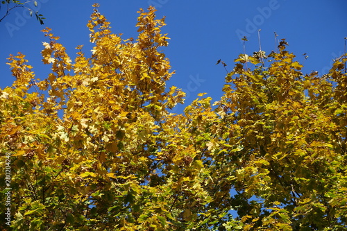 Brightly colored autumnal foliage of maple against blue sky in October photo