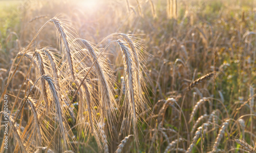 Rye and wheat field at sunset.
