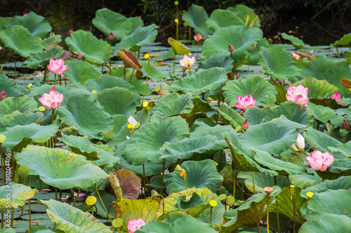 Lotus Flowers - Nelumbo nucifera. photo