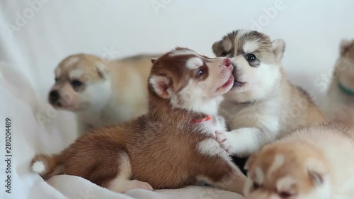 cute puppies play with each other photo