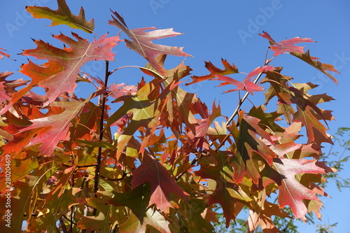 Autumnal foliage of northern red oak against blue sky © Anna
