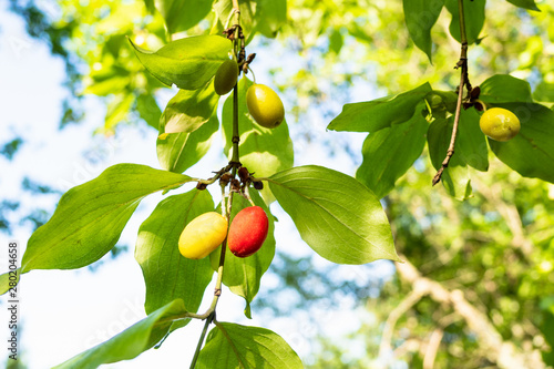 fruits of Cornelian cherry dogwood tree close-up