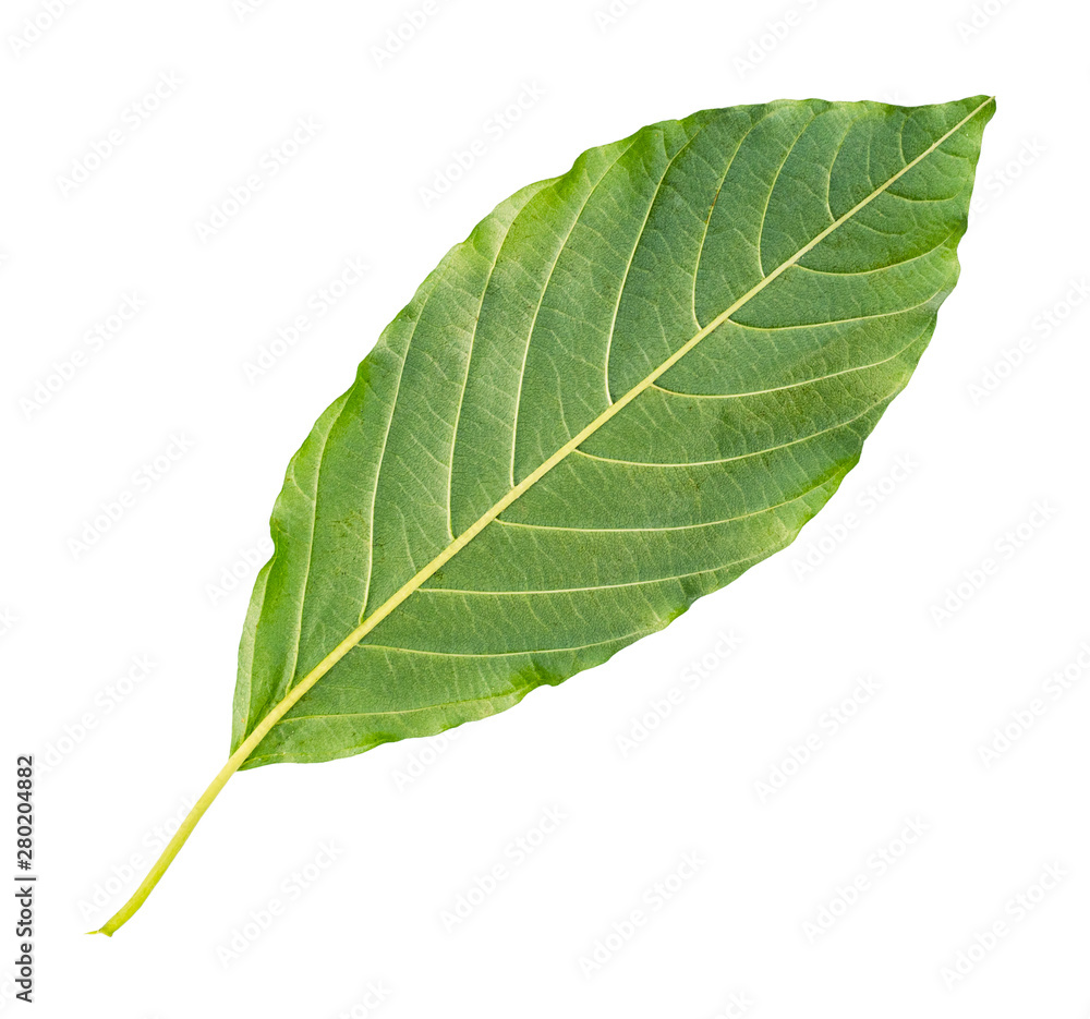 back side of fresh green leaf of tree cut out back side of fresh green leaf of tree cut out