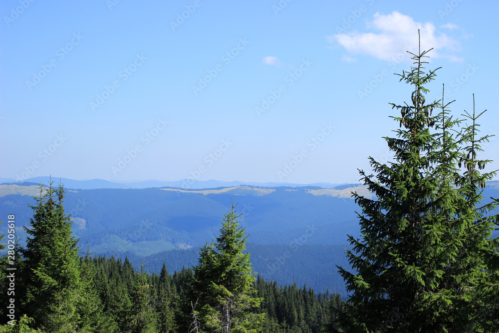 View of the Carpathian mountains and spruce in the morning.
