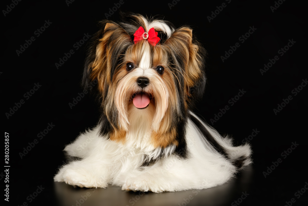 Biewer Yorkshire Terrier on colored backgrounds