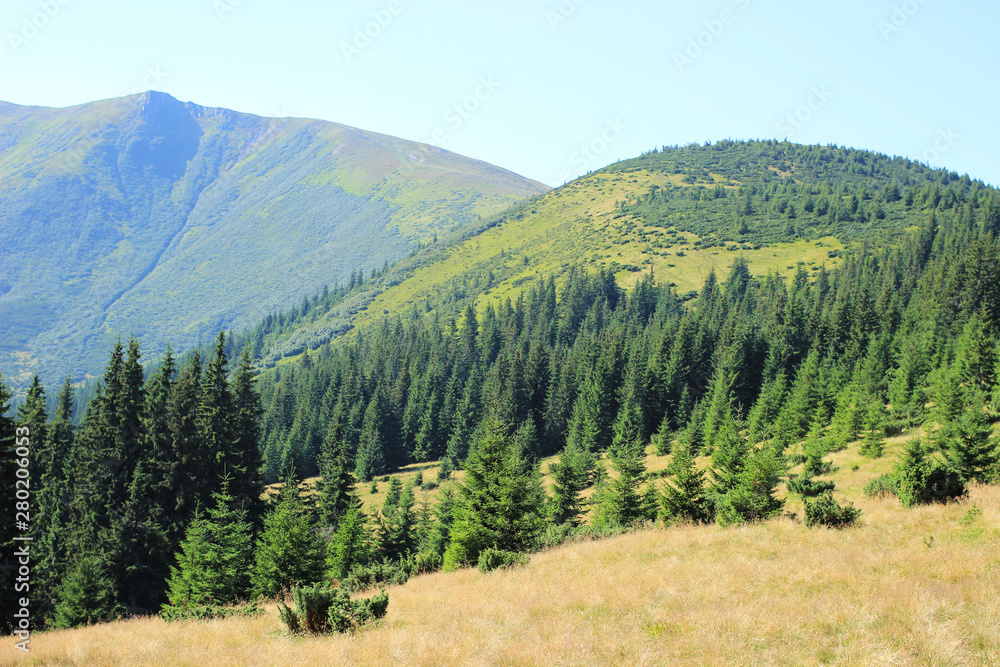 A steep slope overgrown with mountain trees. A view of the ridge along which you can reach the top of the mountain. Carpathian Mountains. 