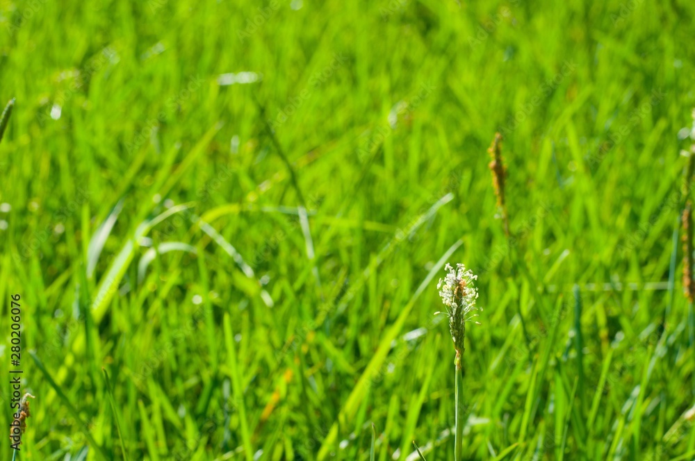 grass on green background of grass grass on green background of grass
