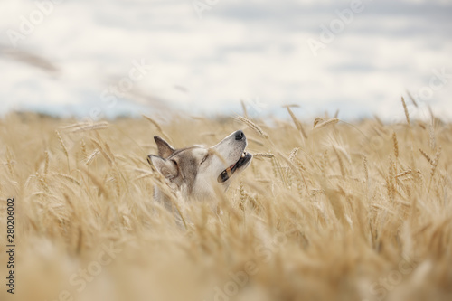 Gray dog playing in a wheat
