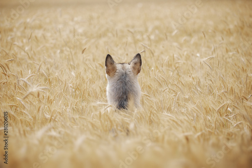 Gray dog playing in a wheat