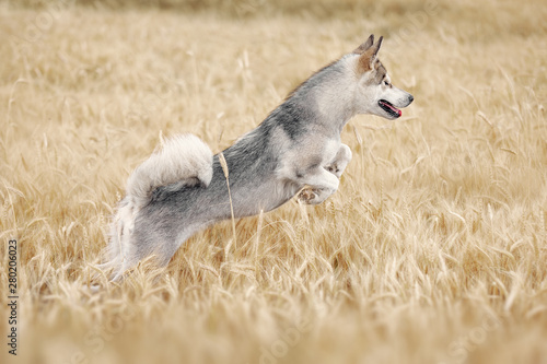 Gray dog playing in a wheat