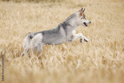 Gray dog playing in a wheat