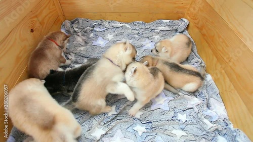7 siberian husky puppies on a wood background