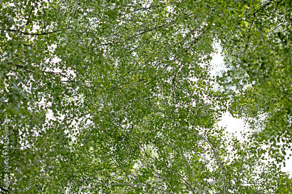 Trees vs sky in wild forest Lake Brombachsee background fine art in high quality prints products fifty megapixels Absberg Trees vs sky in wild forest Lake Brombachsee background fine art in high quality prints products fifty megapixels Absberg