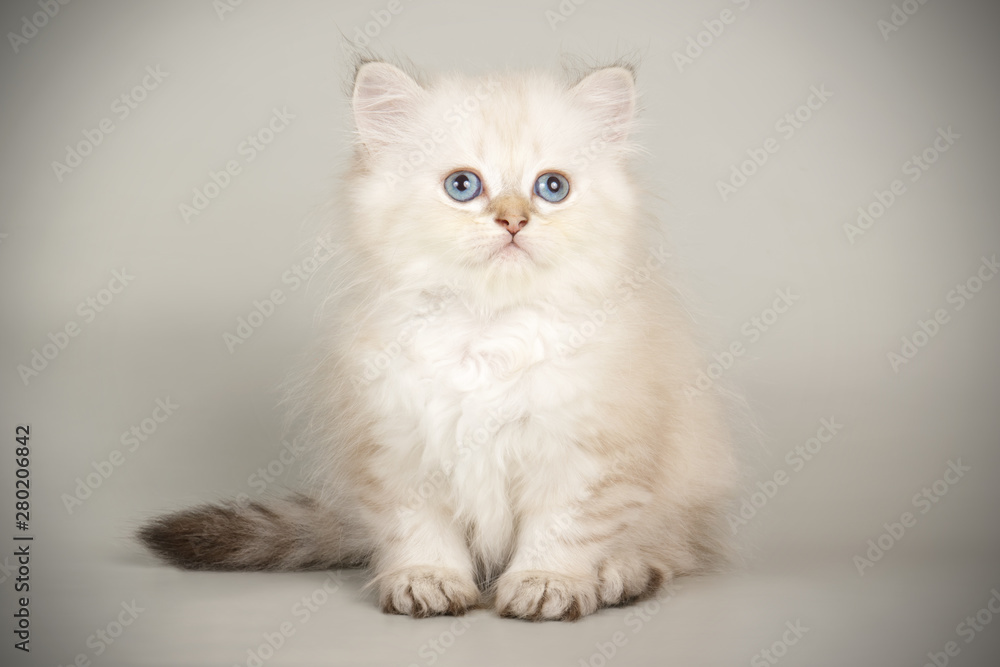 Scottish straight longhair cat on colored backgrounds