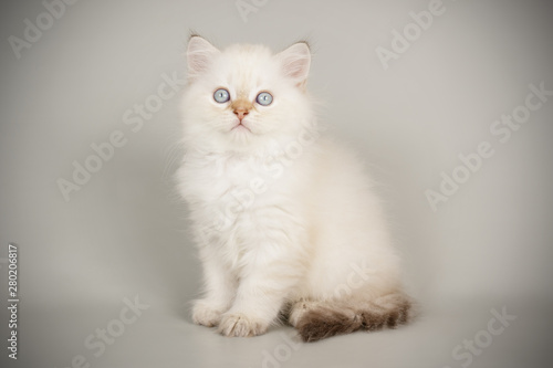 Scottish straight longhair cat on colored backgrounds © Aleksand Volchanskiy