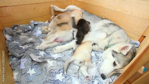 Mother Siberian Husky dog feeding newborn puppies