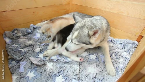 Mother Siberian Husky dog feeding newborn puppies