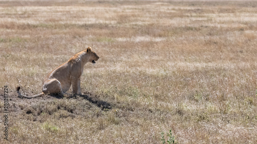 A lioness sitting in the wild grass in the savannah, looking for a prey