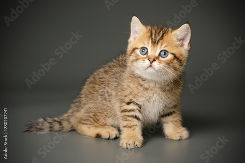 Fototapeta Naklejka Na Ścianę i Meble -  Scottish straight shorthair cat on colored backgrounds