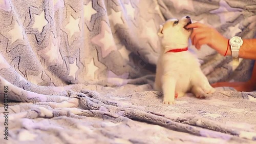 Puppy play with toy, Siberian Husky