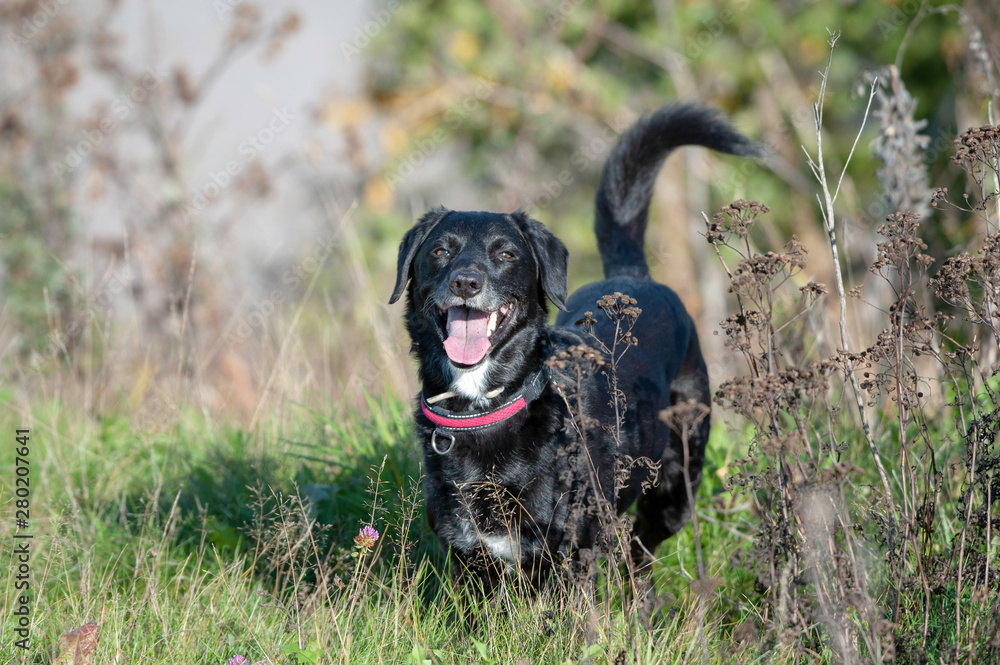 Happy and smiling black old dog on a field enjoying of sunny day.