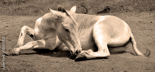 The onager (Equus hemionus), also known as hemione or Asiatic wild ass is a species of the family Equidae (horse family) native to Asia. 