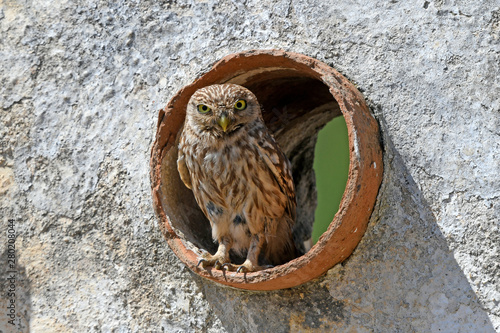 Steinkauz (Athene noctua) - Little owl photo