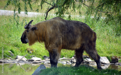 Sichuan takin or Tibetan takin is a subspecies of takin (goat-antelope). Budorcas from Greek bous (