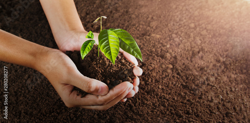 hand holding small tree for planting. concept green world. eco earth day