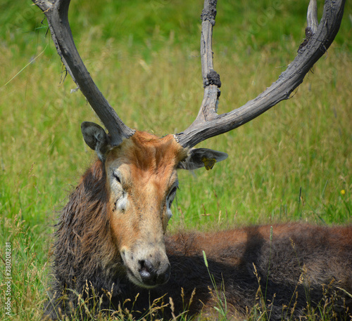 Fototapeta Naklejka Na Ścianę i Meble -  Pere David's deer, also known as the milu or elaphure, is a species of deer that is currently extinct in the wild all known specimens are found only in captivity.