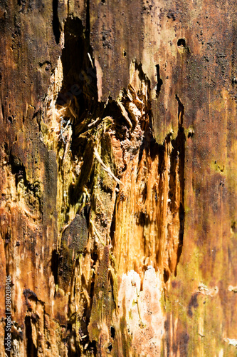 Forest cutted wood abstract macro background fine art in high quality prints products fifty megapixels